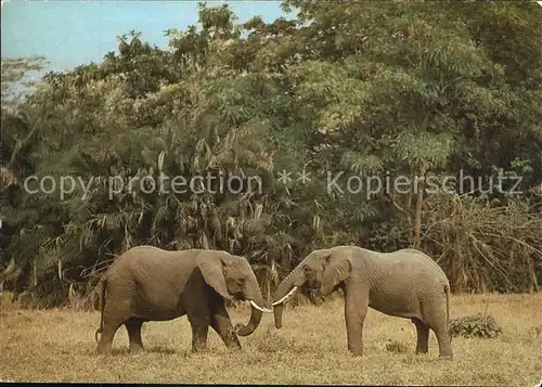 Elefant Afrika Kat. Tiere