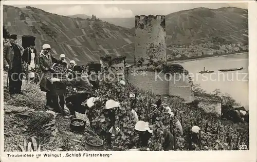 Ernte Landwirtschaft Traubenlese Schloss Fuerstenberg  Kat. Landwirtschaft