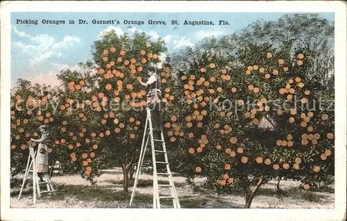 Orangen Oranges Picking Oranges Dr. Garnett s Orange Grove St. Augustine Florida Kat. Landwirtschaft