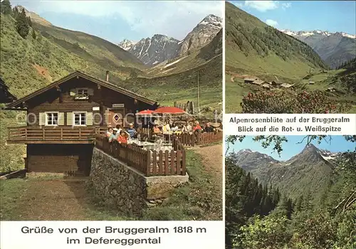 Defereggental Tirol Bruggeralm Alpenrosenbluete Rot Weissspitze Kat. Innsbruck