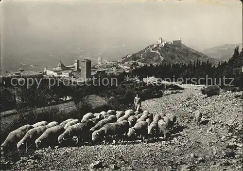 Assisi Umbria mit Monte Subasio und Schafherde Kat. Assisi