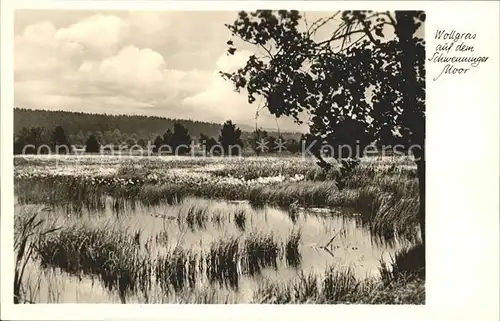 Schwenningen Neckar Wollgras auf Schwenninger Moor / Villingen-Schwenningen /Schwarzwald-Baar-Kreis LKR