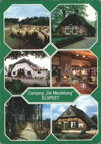 Elspeet Camping De Meulebarg Schafe Restaurant Waldweg Kat. Nunspeet