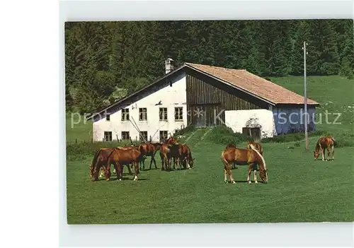 Jura Aux paturages des Franches Montagnes Kat. Bern