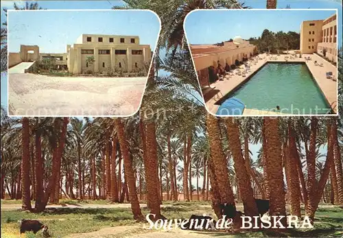 Biskra Palmenwald Schwimmbad Kat. Algerien
