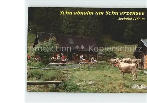 Stein Enns Schwabnalm am Schwarzensee Terrasse Rinder Kat. Liezen
