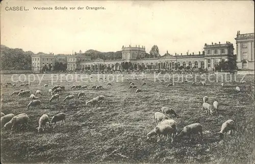 Cassel Kassel Weidende Schafe Orangerie Kat. Kassel