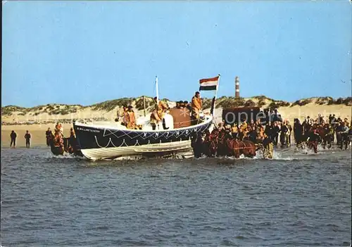 Ameland Pferde im Wasser Boot Kat. Niederlande