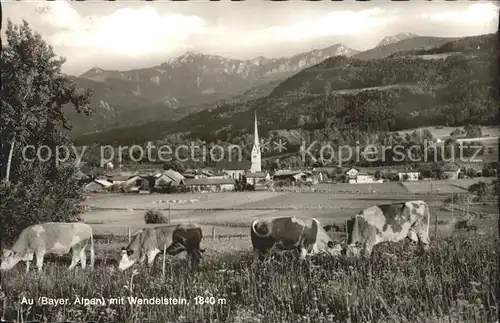 Au Bad Aibling Gesamtansicht mit Wendelstein Bayerische Alpen Kuehe / Bad Feilnbach /Rosenheim LKR