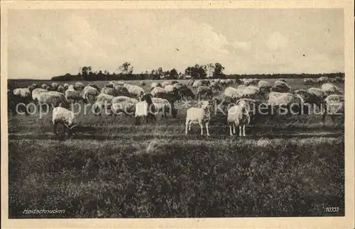 Lueneburger Heide Heidschnucken Kat. Walsrode