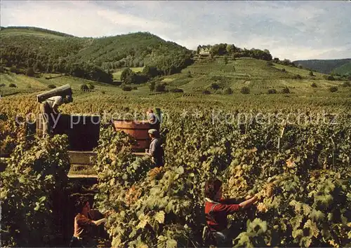 Kropsburg Dt Weinstrasse Weinlese am Fuss der Kropsburg Kat. Neustadt an der Weinstr.