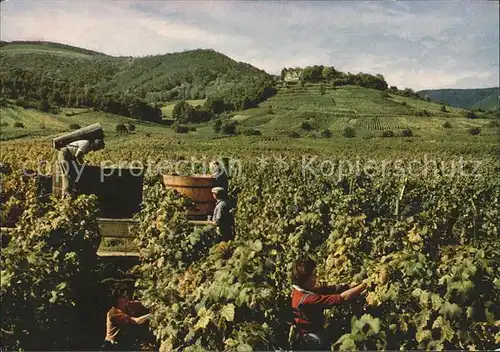 Kropsburg Weinlese Kat. Neustadt an der Weinstr.