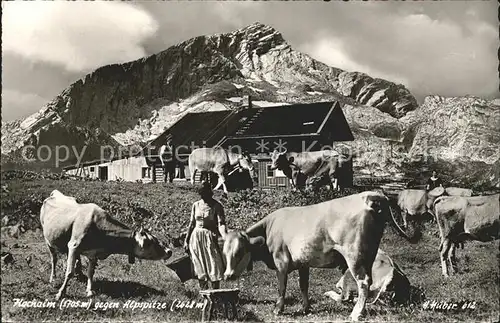 Kreuzeck Hochalm gegen Alpspitze Almwiese Kuehe Bergbauern Kat. Garmisch Partenkirchen