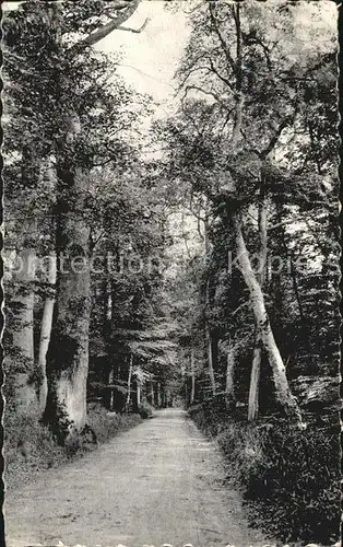 Fontainebleau Seine et Marne Foret La Route de la Tillaine Kat. Fontainebleau