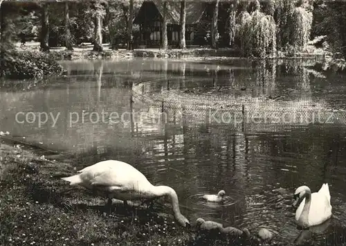 Vittel Park de l Etablissement Thermal l Etang et les Cygnes Kat. Vittel