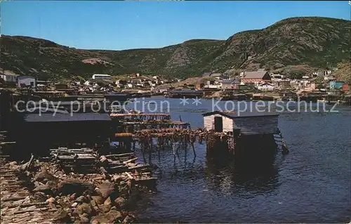 Petty Harbour Fish nets and their catch dry in the sun Kat. Petty Harbour Maddox Cove