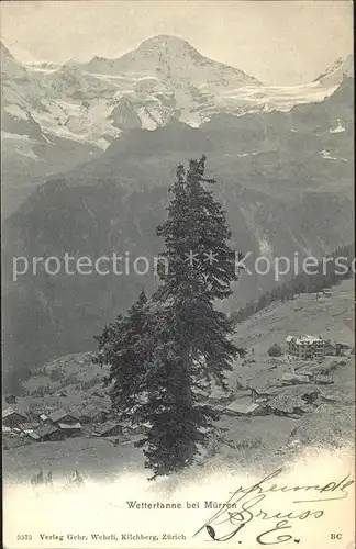 Muerren BE Wettertanne Kat. Muerren