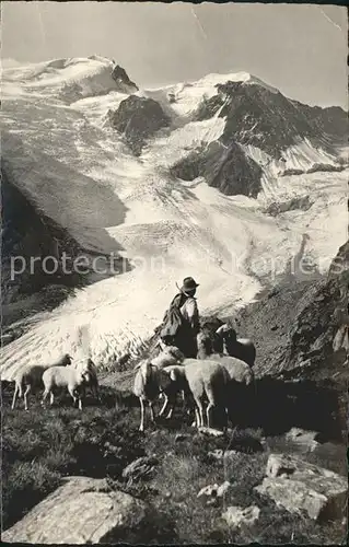 Sustenstrasse Tierberge Schafe Kat. Susten