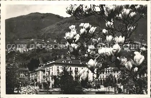 Locarno TI Baumbluete / Locarno /Bz. Locarno