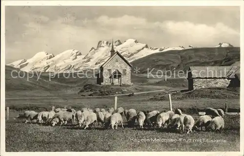 Frutt Melchsee Schafe Kapelle mit Titliskette Urner Alpen Kat. Melchsee Frutt