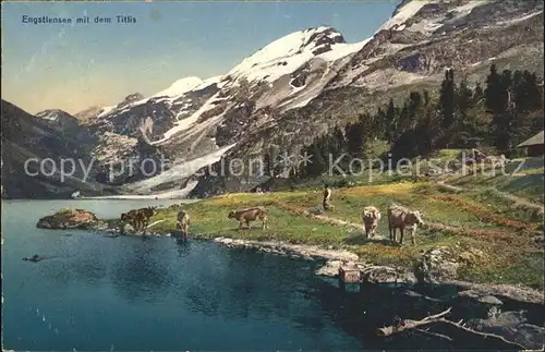 Engstlensee mit dem Titlis Urner Alpen Kuehe Kat. Innertkirchen