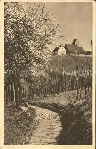 oetlingen Weil Rhein Kirche und Reben Kat. Weil am Rhein