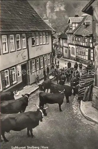 Stolberg Harz Viehauftrieb Kat. Stolberg Harz