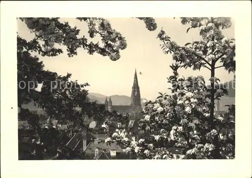 Foto Mueller Adolf Freiburg im Breisgau im Bluetenschmuck Kat. Freiburg im Breisgau