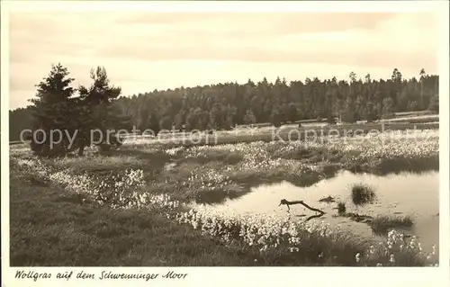 Schwenningen Neckar Wollgras auf dem Schwenninger Moor / Villingen-Schwenningen /Schwarzwald-Baar-Kreis LKR