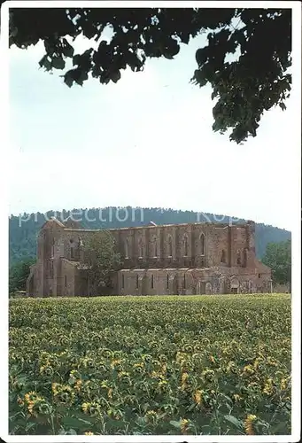 Chiusdino Abbazia di San Galgano