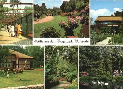 Walsrode Lueneburger Heide Vogelpark Strausse Schwanenteich Kat. Walsrode