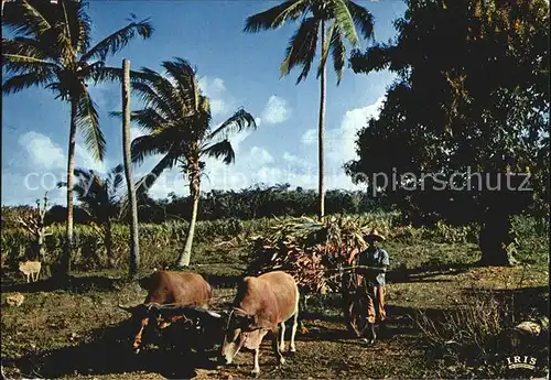 Guadeloupe Charette de canne a sucre  Kat. Guadeloupe