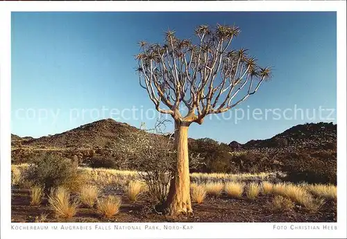 Suedafrika Southafrica RSA Koecherbaum Augrabies Falls National Park Kat. Suedafrika