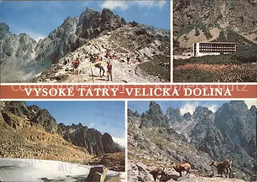 Vysoke Tatry Polsky hreben Velicka dolina Sliezsky dom Granatovych vezi kamziky vo Velickej doline Kat. Slowakische Republik