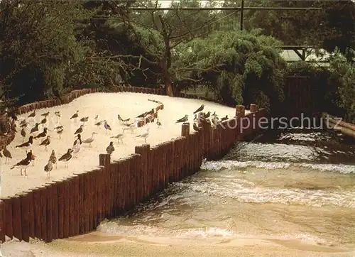 Walsrode Lueneburger Heide Vogelpark Strandvoegel in der Freiflughalle Kat. Walsrode