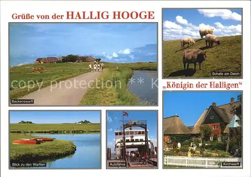 Hallig Hooge Backenswarft Schafe am Deich Warftenblick Autofaehre Kirchwarft Kat. Hooge