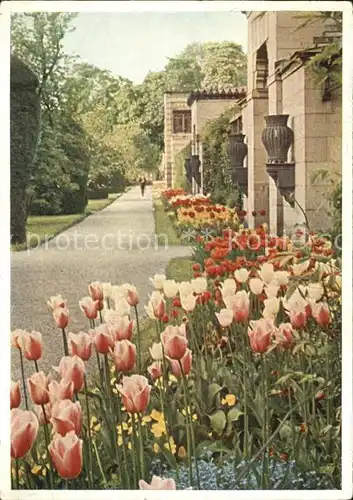 Bad Cannstatt Tulpenbluete am Wandelgang der Wilhelma Kat. Stuttgart