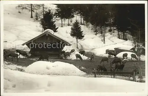 Mittenwald Bayern Wildfuetterung Kat. Mittenwald