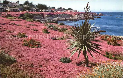 Pacific Grove Ice Plant  Kat. Pacific Grove