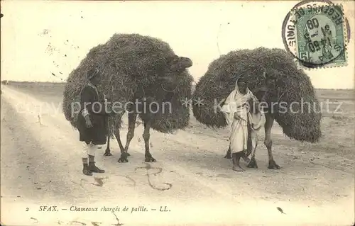 Sfax Chameaux charges de paille Kamele Stempel auf AK Kat. Tunesien