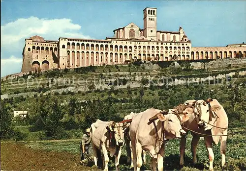 Assisi Umbria Sacro Convento Heiliges Moenchskloster Feldarbeit Ochsenkarren Kat. Assisi