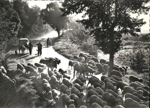 Bron Transhumance Troupeaux en route pur les alpages * / Bron /Arrond. de Lyon