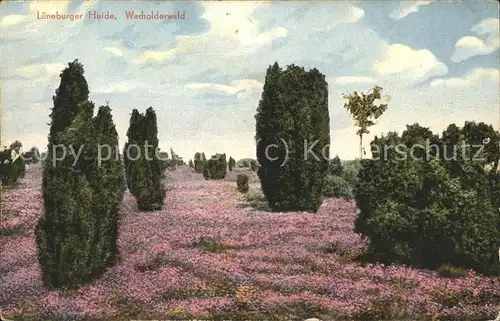 Lueneburger Heide Wacholderwald Kat. Walsrode