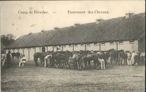 Beverloo Camp Pansement Chevaux Pferd x