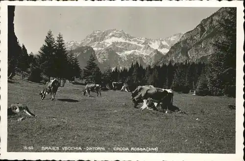 Braies Vecchia Croda rossa Kuehe / Braies /Bolzano