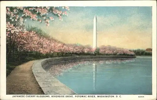 Washington DC Japanese Cherry Blossoms Potomac River  / Washington /