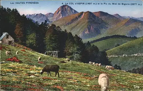 Col d Aspin Schafe Midi de Bigorre / Campan /Arrond. de Bagneres-de-Bigorre