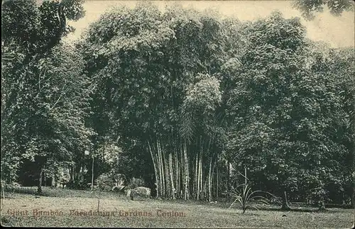 Ceylon = Sri Lanka Paradenina Gardens Bambon