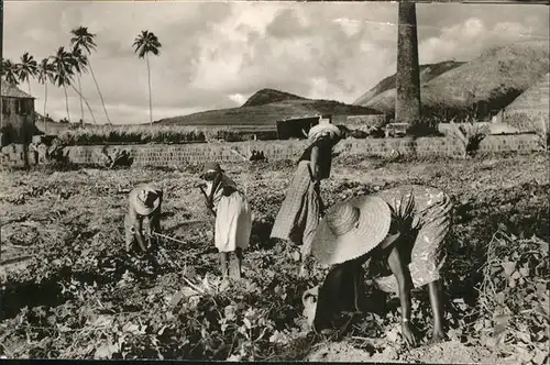 Saint Kitts Nevis Reaping Sweet Potatoes / Basseterre /
