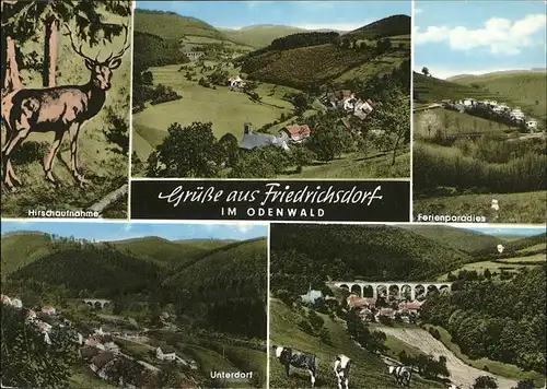 Friedrichsdorf Eberbach Hirsch Kuehe Unterdorf / Eberbach /Heidelberg Stadtkreis